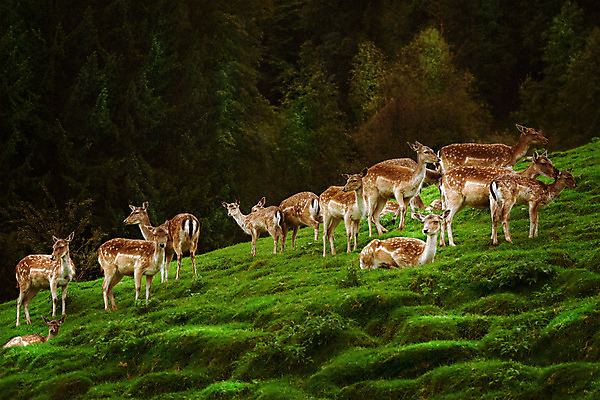 포토 JPG 해외이미지 나무 동물 척추동물 야생동물 여행 포유류 자연 초식동물 사슴 잔디 사람없음 야외 가로 환경 시골 숲 귀 동물상 보호구역 암사슴 엘크 초식 반추동물 해외202004 해외포토 식물 신체부위 조형물 암컷 생태계 구역 파일형식 이미지허브