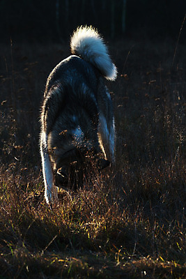포토 JPG 해외이미지 동물 응시 감정 새끼 포즈 백그라운드 포유류 함께함 앉기 사람없음 반려동물 갈색 검은색 우정 흰색 유머 개 강아지 작음 무릎 불독 몸단장 노려봄 송곳니 고립 기르기 동반자 복종 유래 해외202004 해외포토 시선 컬러 컨셉 모션 표정 신체부위 친구 치아 크기 돌봄 파일형식 이미지허브