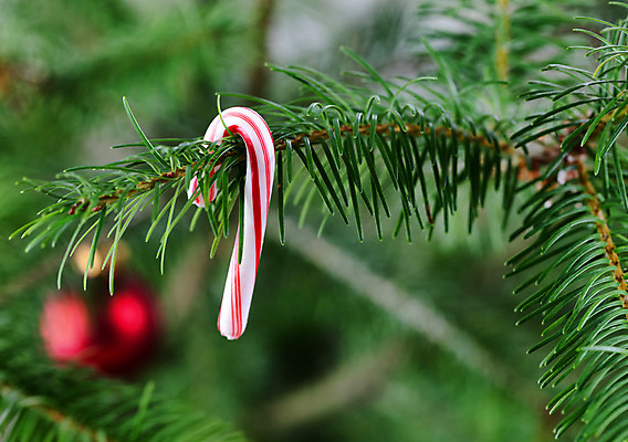 포토 JPG 해외이미지 나무 전통 계절 백그라운드 크리스마스 공 지팡이 기념 사탕 사람없음 장식 크리스마스트리 산타클로스 축제 나뭇가지 닫기 12월 심볼 보케 상록수 해외202004 해외포토 식물 기념일 모션 디저트 날짜 파일형식 이미지허브