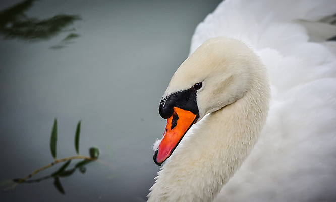 포토 JPG 해외이미지 동물 호수 야생동물 날개 자연 조류 생물 사람없음 야외 물 흰색 연못 우아함 큼 깃털 호기심 백조 수영선수 계산서 내추럴 해외202004 해외포토 자연요소 감정 컬러 컨셉 운동선수 크기 생태계 파일형식 이미지허브