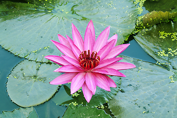 포토 JPG 해외이미지 식물 전통 디자인 공원 꽃잎 꽃 아시아 호수 분홍색 백그라운드 컨셉 잎 꽃무늬 불교 자연 벽지 휴식 연꽃 동양인 풍경 사람없음 초록색 물 여름 환경 정원 벚꽃 연못 신선 개화 닫기 맛 당구 심볼 순수 아로마 내추럴 스타일 정확 해외202004 해외포토 자연요소 계절 공공시설 나라 종교 컬러 무늬 모션 인종 구기 생태계 파일형식 이미지허브