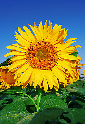 포토 JPG 해외이미지 백그라운드 꽃밭 하늘 해바라기 사람없음 노란색 활발 해외202004 해외포토 꽃 컬러 컨셉 파일형식 이미지허브