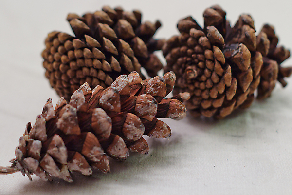 포토 JPG 해외이미지 나무 식물 자연 사람없음 소나무 숲 원뿔 내추럴 동물상 해외202004 해외포토 도형 조형물 생태계 파일형식 이미지허브