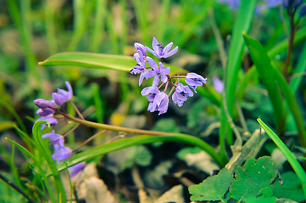 포토 JPG 해외이미지 식물 계절 공원 꽃잎 꽃 백그라운드 잎 꽃무늬 자연 사람없음 야외 초록색 파란색 머리 정원 보라색 봄 들꽃 벚꽃 신선 개화 숲 작음 4월 허브 속도 원예 땅바닥 블루벨 시베리아 영원 헌병 해외202004 해외포토 공공시설 컬러 무늬 바닥 취미 신체부위 군인 날짜 크기 생태계 파일형식 이미지허브