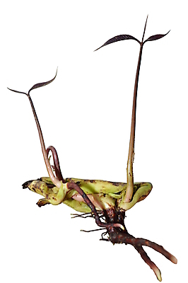 포토 JPG 해외이미지 나무 식물 잎 씨앗 사람없음 성장 뿌리 망고 고립 모종 해외202004 해외포토 열대과일 파일형식 이미지허브