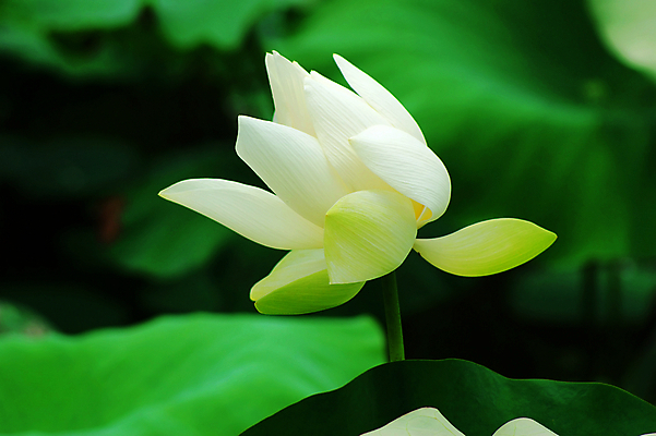 포토 JPG 해외이미지 사람없음 눈송이 감사 해외202004 해외포토 감정 눈_날씨 파일형식 이미지허브