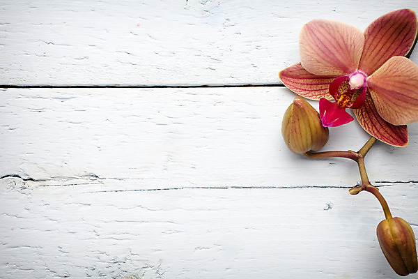 포토 JPG 해외이미지 식물 꽃잎 꽃 줄기 분홍색 백그라운드 자연 사람없음 스파 침묵 봄 난초 오브젝트 장면 해외202004 해외포토 계절 컬러 소리 생태계 파일형식 이미지허브