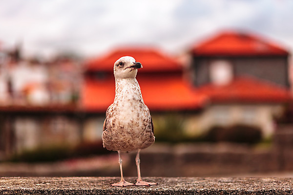 포토 JPG 해외이미지 라이프스타일 유럽 여행 건축양식 갈매기 조류 휴가 풍경 사람없음 포르투갈 엽서 해외202004 해외포토 동물 건축 나라 생활 편지 파일형식 이미지허브