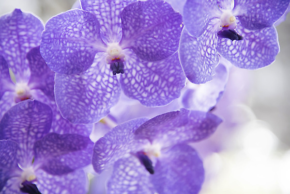 포토 JPG 해외이미지 식물 디자인 꽃잎 꽃 분홍색 꽃다발 잎 꽃무늬 패턴 자연 추상 사람없음 장식 환경 정원 보라색 봄 벚꽃 흰색 나뭇가지 시골 난초 우아함 닫기 배열 제비꽃 네덜란드 보케 호접란 향 내추럴 해외202004 해외포토 나무 계절 유럽 컬러 컨셉 무늬 모션 생태계 파일형식 이미지허브