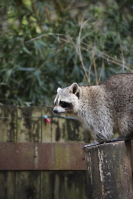 포토 JPG 해외이미지 동물 응시 얼굴 야생동물 패턴 장난 포유류 자연 가면 앉기 사람없음 검은색 회색 에너지 도시 닫기 해충 씻기 작음 결심 모피 검색 호기심 흥분 기회 귀 육식동물 개발 경보 지능 천진난만 해외202004 해외포토 시선 감정 컬러 컨셉 무늬 모션 신체부위 청결 벌레 크기 생태계 파일형식 이미지허브