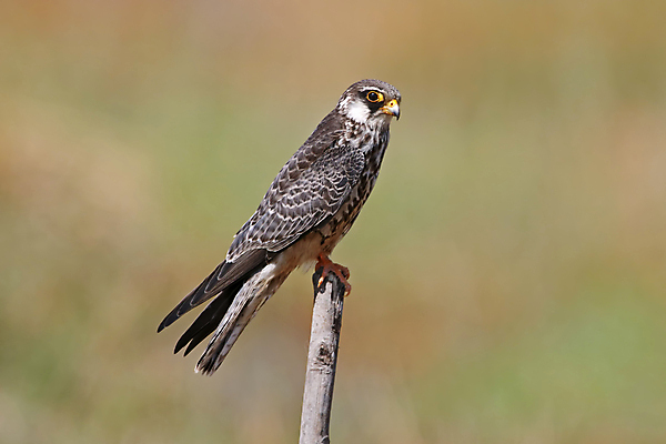 포토 JPG 해외이미지 나무 동물 여자 남자 아시아 얼굴 야생동물 백그라운드 날개 자연 조류 사람없음 야외 목재 가로 초록색 컬러풀 머리 환경 나뭇가지 막대기 닫기 숲 깃털 꼬리 부리 서식지 생태학 이국적 해외202004 해외포토 식물 교육 나라 컬러 재료 모션 사람 신체부위 생태계 파일형식 이미지허브