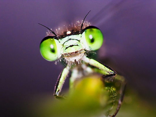 포토 JPG 해외이미지 응시 얼굴 야생동물 곤충 자연 사람없음 외계인 벌레 잠자리 정사각형 해외202004 해외포토 도형 동물 시선 신체부위 미확인물체 생태계 파일형식 이미지허브