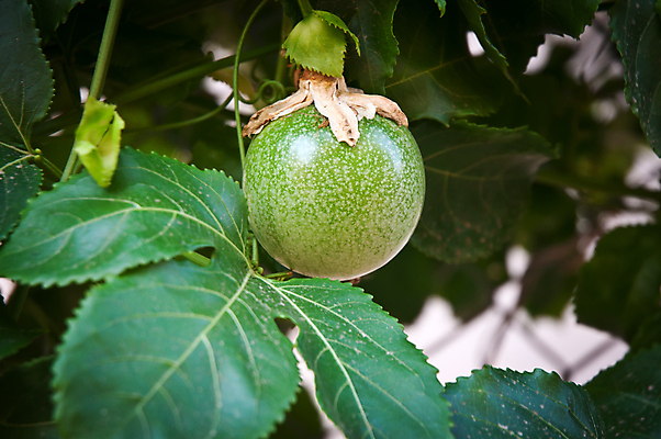 포토 JPG 해외이미지 나무 식물 음식 잎 농업 다이어트 과일 재료 자연 디저트 건강 사람없음 야외 초록색 정원 주스 성장 신선 달콤 맛 날것 열정 내추럴 숙성 이국적 해외202004 해외포토 감정 산업 음료 컬러 컨셉 생태계 파일형식 이미지허브