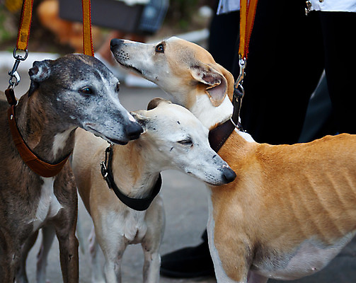 포토 JPG 해외이미지 동물 포유류 자연 털 사람없음 반려동물 개 모피 송곳니 기르기 유래 해외202004 해외포토 치아 생태계 돌봄 파일형식 이미지허브