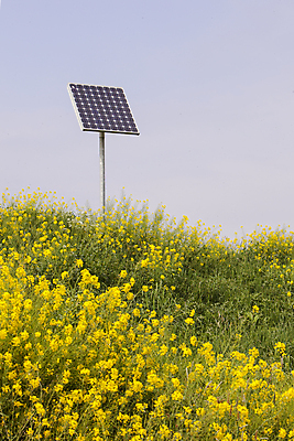 포토 JPG 해외이미지 주간 꽃밭 봄꽃 자연 하늘 풍경 사람없음 야외 봄 유채 집열판 유채밭 해외202004 해외포토 자연요소 계절 꽃 밭 생태계 태양에너지 파일형식 이미지허브