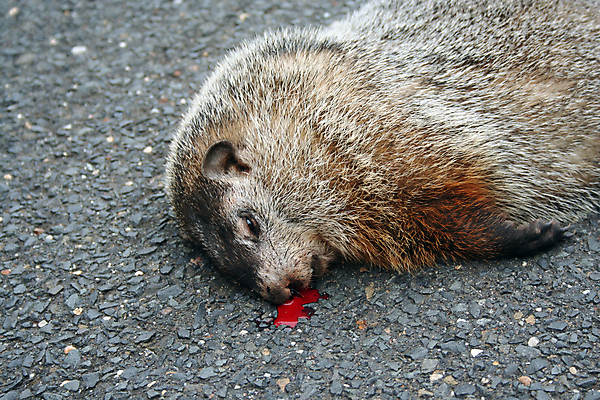 포토 JPG 해외이미지 동물 야생동물 포유류 자연 털 사람없음 갈색 돼지 설치류 작음 꼬리 다람쥐 땅바닥 해외202004 해외포토 컬러 바닥 크기 생태계 파일형식 이미지허브