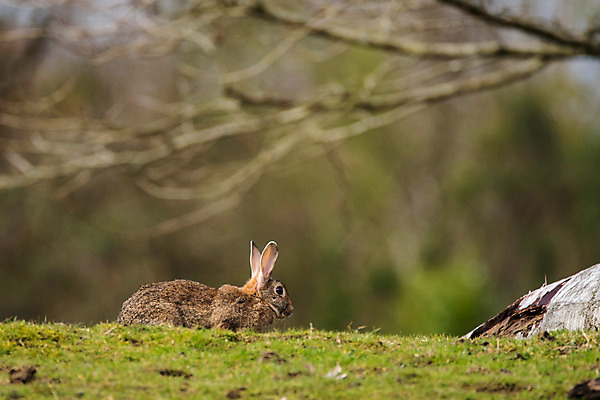 포토 JPG 해외이미지 주간 나무 한마리 응시 잔디 사람없음 야외 토끼 해외포토 자연요소 식물 1 시선 포유류 반려동물 파일형식 이미지허브