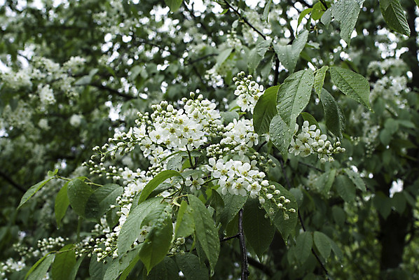 포토 JPG 해외이미지 나무 식물 공원 꽃 백그라운드 잎 꽃무늬 패턴 채소 자연 조류 아침 새로움 풍경 사람없음 야외 장식 가로 초록색 물 여름 빛 햇빛 태양 머리 정원 봄 성장 벚꽃 흰색 물방울 나뭇가지 신선 체리 떨어짐 리빙 해외202004 해외포토 주간 자연요소 동물 계절 공공시설 컬러 컨셉 무늬 과일 신체부위 생태계 파일형식 이미지허브