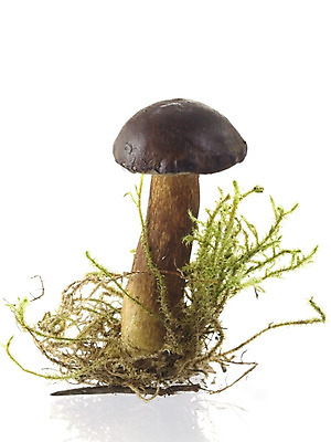 포토 JPG 해외이미지 음식 채소 자연 이끼 사람없음 목재 노란색 버섯 샐러드 수확 가을 양념 그룹 그릴 숲 상쾌 날것 고립 곰팡이 숙성 식용 채식주의자 세련 해외202004 해외포토 나무 계절 감정 컬러 농업 재료 주방용품 생태계 채식 파일형식 이미지허브