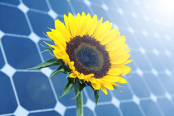 포토 JPG 해외이미지 식물 디자인 산업 백그라운드 밭 농업 일러스트 자연 하늘 미래 해바라기 세포 풍경 사람없음 야외 파란색 태양 환경 힘 재활용 에너지 판넬 절약 보호 에코 생태계 하이테크 태양에너지 전자 연료 세대 생태학 설치 오존 정치 획기적 비용 해외202004 해외포토 자연요소 교육 꽃 컬러 컨셉 기술 경제 그린에너지 친환경 파일형식 이미지허브