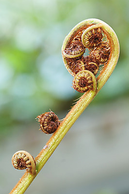 포토 JPG 해외이미지 식물 잎 자연 열대 사람없음 초록색 소용돌이 보석 묘사 양치류 해외202004 해외포토 컬러 회오리 광석 생태계 파일형식 이미지허브