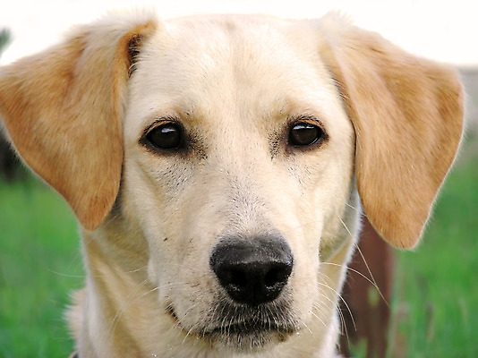 포토 JPG 해외이미지 동물 1 응시 시선 여자 얼굴 사람없음 반려동물 노란색 표현 개 리트리버 래브라도리트리버 순수 고정 노려봄 기르기 심각 해외202004 해외포토 컬러 컨셉 포유류 표정 사람 신체부위 돌봄 파일형식 이미지허브