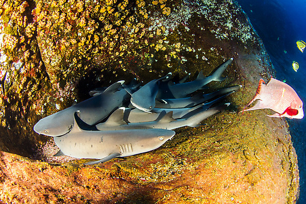 포토 JPG 해외이미지 동물 야생동물 스포츠 바다 여행 백그라운드 자연 멕시코 어류 사람없음 야외 물 파란색 바닷속 수중 산호 위험 다이빙 육식동물 암초 깊이 해외202004 해외포토 자연요소 컬러 컨셉 북아메리카 수영 수중동물 자포동물 생태계 수중스포츠 파일형식 이미지허브