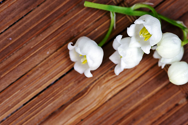 포토 JPG 해외이미지 식물 계절 공원 꽃잎 꽃 잎 꽃무늬 밭 자연 사람없음 야외 목재 초록색 물 정원 계곡 봄 성장 벚꽃 종 흰색 신선 개화 우아함 순수 묘사 향기 아로마 내추럴 해외202004 해외포토 자연요소 나무 공공시설 컬러 컨셉 무늬 농업 재료 생태계 냄새 파일형식 이미지허브