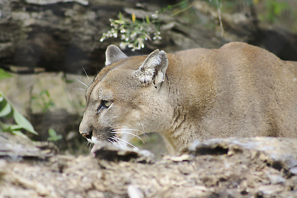 포토 JPG 해외이미지 동물 야생동물 백그라운드 캐나다 포유류 자연 생물 산 멕시코 털 사람없음 갈색 고양이 미국 흰색 콜롬비아 숲 큼 벨리즈 육식동물 에콰도르 멸종 브라질 칠레 표범 아르헨티나 과테말라 니카라과 베네수엘라 볼리비아 우루과이 파나마 파라과이 페루 카피스페이스 해외202004 해외포토 컬러 북아메리카 아메리카 반려동물 공백 남아메리카 중앙아메리카 크기 생태계 파일형식 이미지허브