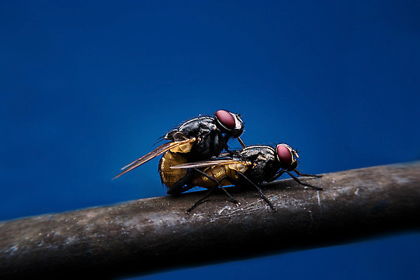 포토 JPG 해외이미지 동물 꽃 곤충 태국 자연 사람없음 빛 고요 벌 짝짓기 내추럴 해외202004 해외포토 식물 아시아 생태계 파일형식 이미지허브