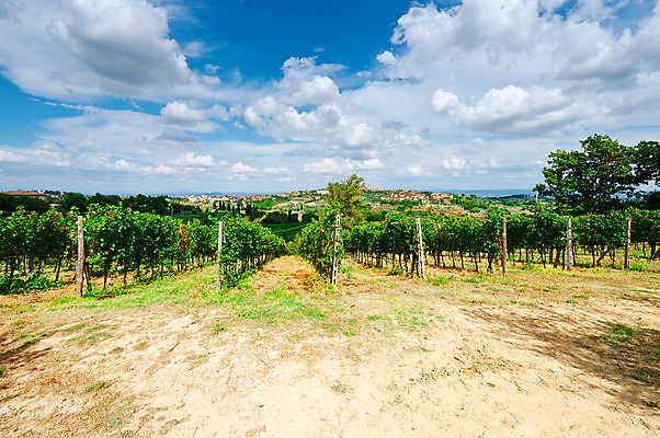포토 JPG 해외이미지 식물 구름 유럽 문화 밭 농업 과일 자연 하늘 포도 주택 풍경 사람없음 야외 초록색 도시풍경 햇빛 농장 정원 이탈리아 수확 성장 가을 시골 도시 중세 땅 지중해 언덕 포도밭 포도나무 토스카나 해외202004 해외포토 자연요소 계절 나라 산업 바다 컬러 건물 태양 역사 과일나무 생태계 파일형식 이미지허브