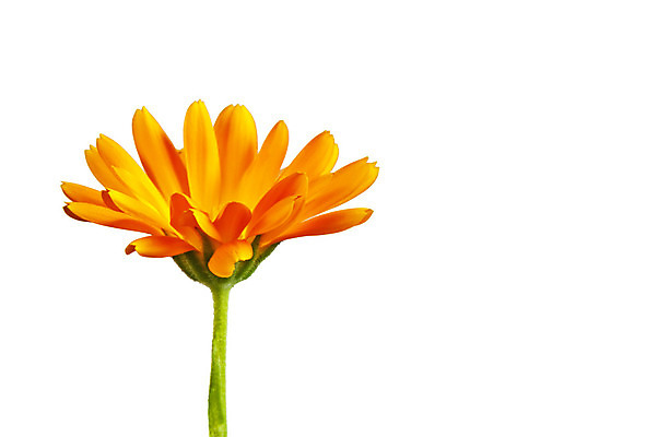 포토 JPG 해외이미지 식물 꽃 씨앗 사람없음 치료 건강관리 벚꽃 피부 조제 해외202004 해외포토 의학 건강 관리 신체부위 약 만들기 파일형식 이미지허브