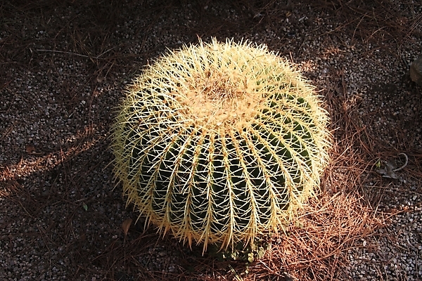 포토 JPG 해외이미지 식물 꽃 줄기 공 자연 선인장 건조 사람없음 장식 초록색 갈색 노란색 지구본 정원 흙 사막 원형 가시 황금 날카로움 스파이크 내추럴 해외202004 해외포토 도형 컬러 생태계 파일형식 이미지허브