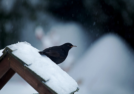포토 JPG 해외이미지 계절 남자 야생동물 음식 겨울 자연 조류 잉글랜드 씨앗 사람없음 정원 해외202004 해외포토 식물 동물 영국 사람 생태계 파일형식 이미지허브