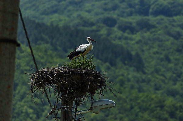 포토 JPG 해외이미지 나무 동물 1 응시 야생동물 날개 가족 자연 조류 하늘 주택 서기 사람없음 야외 빨간색 여름 파란색 햇빛 갈색 머리 우주 검은색 흰색 나뭇가지 둥지 정상 깃털 부리 장면 철새 불가리아 황새 해외202004 해외포토 식물 시선 계절 컬러 관계 모션 건물 신체부위 태양 생태계 파일형식 남유럽 이미지허브