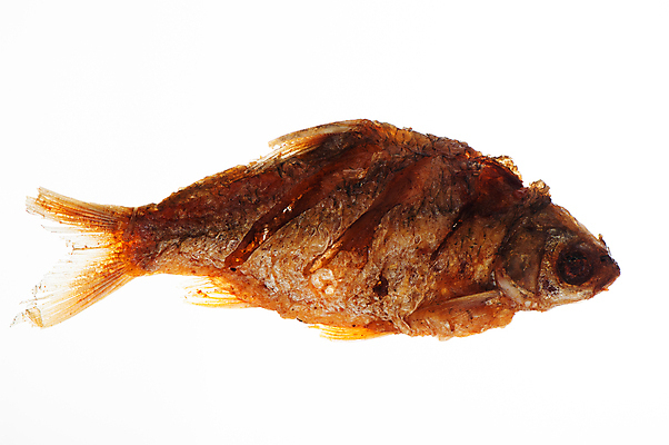 포토 JPG 해외이미지 1 접시 음식 바다 백그라운드 다이어트 채소 건강 육류 어류 요리 동양인 사람없음 빨간색 노란색 주방 식당 식사 저녁식사 중국 튀김 흰색 신선 뜨거움 황금 맛 그릴 정상 굽기 지중해 먹기 해산물 준비 유기농 내추럴 점심식사 고립 해외202004 해외포토 식기 웰빙 아시아 컬러 컨셉 식재료 모션 주방용품 인종 상점 수중동물 구이 파일형식 이미지허브