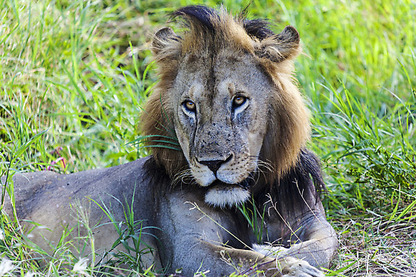 포토 JPG 해외이미지 식물 남자 야생동물 포유류 아프리카 휴식 털 사람없음 야외 초록색 머리 황무지 사자 코 귀 갈기 동물상 탄자니아 해외202004 해외포토 동물 나라 컬러 컨셉 사람 신체부위 조형물 파일형식 이미지허브