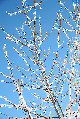포토 JPG 해외이미지 식물 계절 겨울 자연 하늘 날씨 사람없음 야외 목재 파란색 냉동 얼음 추위 흰색 나뭇가지 신선 정상 시원함 서리 내추럴 눈내림 해외202004 해외포토 자연요소 나무 컬러 재료 눈_날씨 생태계 파일형식 이미지허브