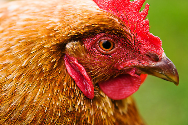 포토 JPG 해외이미지 동물 1 야생동물 자연 조류 병아리 사람없음 빨간색 초록색 반려동물 농장 갈색 머리 치킨 가축 깃털 부리 부드러움 내추럴 생태학 암탉 해외202004 해외포토 교육 컬러 농업 신체부위 닭 감각 암컷 생태계 닭고기요리 파일형식 이미지허브