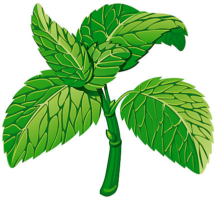 포토 JPG 해외이미지 식물 잎 일러스트 재료 사람없음 가로 초록색 한개 나뭇가지 신선 민트 허브 향신료 흰배경 건강식 고립 엘리먼트 해외202004 스피아민트 해외포토 나무 1 음식 컬러 백그라운드 흰색 향미료 파일형식 이미지허브