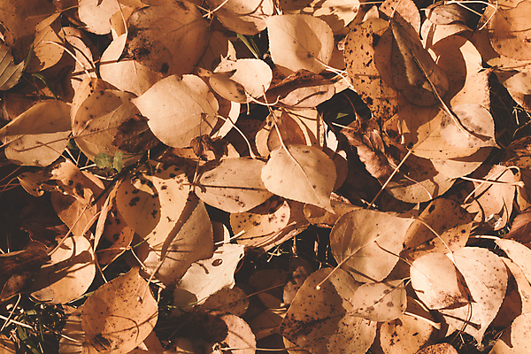 포토 JPG 해외이미지 나무 식물 계절 모래 줄기 컨셉 잎 자연 왕관 씨앗 사람없음 야외 목재 노란색 우주 가을 시간 날짜 저녁 기간 그리너리 해외202004 해외포토 컬러 재료 야간 생태계 파일형식 트랜드컬러 이미지허브