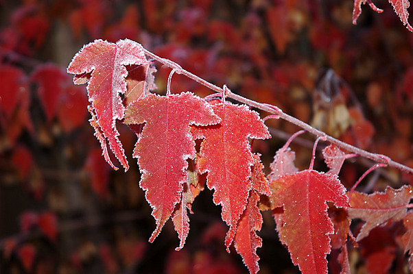 포토 JPG 해외이미지 나무 계절 공원 백그라운드 단풍 잎 패턴 오렌지 추상 사람없음 야외 빨간색 컬러풀 노란색 가을 변화 떨어짐 숲 서리 내추럴 썩음 해외202004 해외포토 식물 공공시설 컬러 컨셉 무늬 과일 파일형식 이미지허브