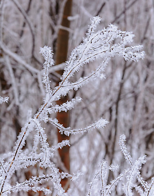 포토 JPG 해외이미지 나무 식물 구름 디자인 계절 공원 꽃 여행 백그라운드 크리스마스 겨울 밭 자연 하늘 표면 날씨 풍경 사람없음 야외 빛 갈색 환경 정원 냉동 얼음 검은색 추위 흰색 나뭇가지 숲 서리 장면 내추럴 해외202004 해외포토 자연요소 공공시설 기념일 컬러 농업 생태계 파일형식 이미지허브