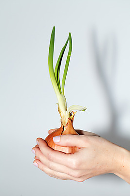 포토 JPG 해외이미지 식물 손 다이어트 채소 재료 양파 건강 사람없음 쇼핑 노란색 샐러드 흰색 시골 신선 원형 맛 먹기 매움 냄새 향 팔 내추럴 고립 채식주의자 해외202004 해외포토 도형 음식 컬러 컨셉 모션 신체부위 채식 파일형식 이미지허브