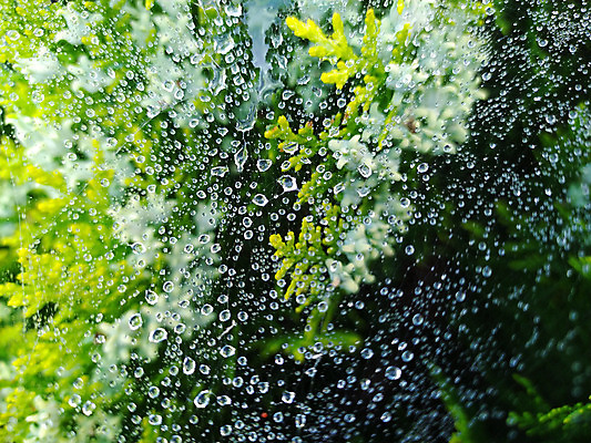 포토 JPG 해외이미지 디자인 곤충 백그라운드 패턴 자연 아침 추상 사람없음 야외 장식 초록색 물 파란색 빛 웹 젖음 흐름 안개 물방울 그물 네트워크 실 닫기 떨어짐 이슬 연결 위험 실크 거미줄 빗방울 구슬 묘사 질감 거미 올가미 내추럴 해외202004 해외포토 주간 자연요소 동물 컬러 컨셉 무늬 인터넷 모션 날씨 직물 비_날씨 생태계 파일형식 이미지허브