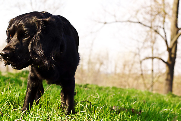 포토 JPG 해외이미지 동물 영어 응시 얼굴 밭 털 사람없음 야외 초록색 여름 반려동물 갈색 머리 맑음 검은색 봄 스패니얼 아기 개 달콤 강아지 손목시계 송곳니 기르기 유래 해외202004 해외포토 문자 시선 계절 시계 컬러 농업 장신구 포유류 날씨 사람 신체부위 맛 치아 돌봄 파일형식 이미지허브