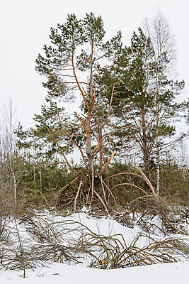 포토 JPG 해외이미지 나무 자연 풍경 사람없음 나뭇가지 소나무 솔방울 가문비나무 해외202004 해외포토 식물 생태계 파일형식 이미지허브