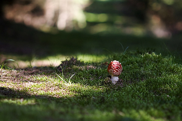 포토 JPG 해외이미지 유럽 사람없음 빨간색 버섯 흰색 점 독약 먹기 독버섯 해외202004 해외포토 나라 컬러 모션 파일형식 이미지허브