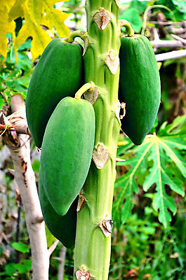 포토 JPG 해외이미지 전통 디자인 옷 아시아 음식 백그라운드 패턴 채소 과일 바지 태국 표면 사람없음 장식 파란색 유행 어둠 직물 도시 면 남색 질감 땀 캔버스 섬유 그런지 옛날 태국음식 파파야 스타일 해외202004 해외포토 나라 컬러 무늬 하의 열대과일 동양음식 파일형식 이미지허브