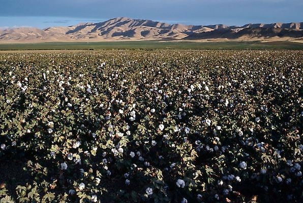 포토 JPG 해외이미지 밭 농업 자연 산 사람없음 계곡 면 캘리포니아 숙성 해외202004 해외포토 산업 미국 생태계 파일형식 이미지허브